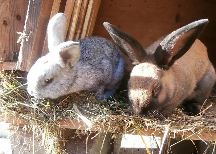 & -wohnung Flatscher 別荘 ヴァイトリンク