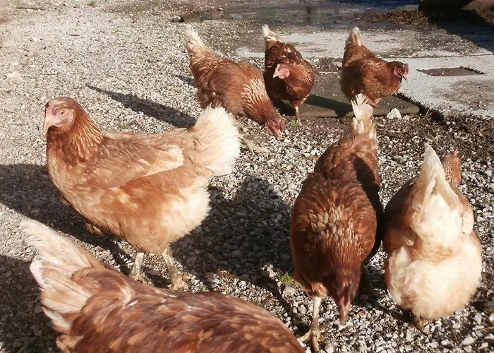 & -wohnung Flatscher 別荘 ヴァイトリンク