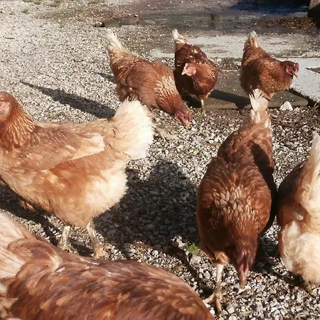 & -wohnung Flatscher 펜션 웨이드링